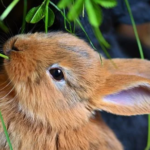 How to Take Care of a Rabbit at Home