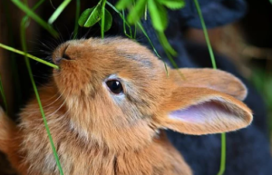 How to Take Care of a Rabbit at Home