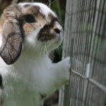 Types of Rabbit Skin Diseases