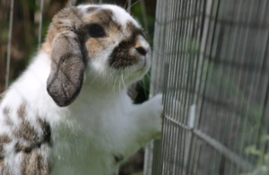 Types of Rabbit Skin Diseases