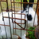 Getting to Know the Basics of Rabbit Diseases