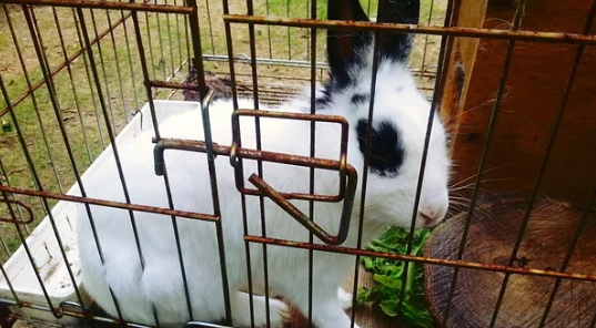 Getting to Know the Basics of Rabbit Diseases